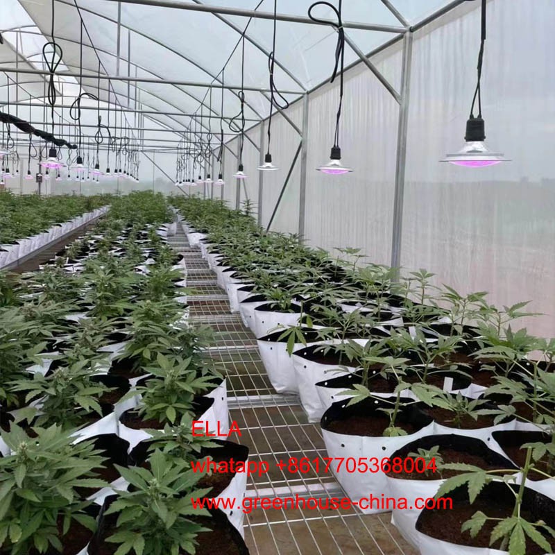 cannabis greenhouse cannabis greenhouse