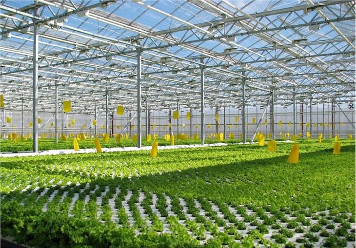 Hydroponic Growing Agricultural Greenhouse