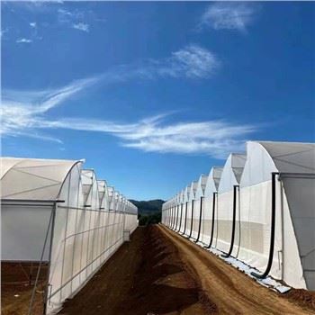 Hidroponik Sistemler Sera